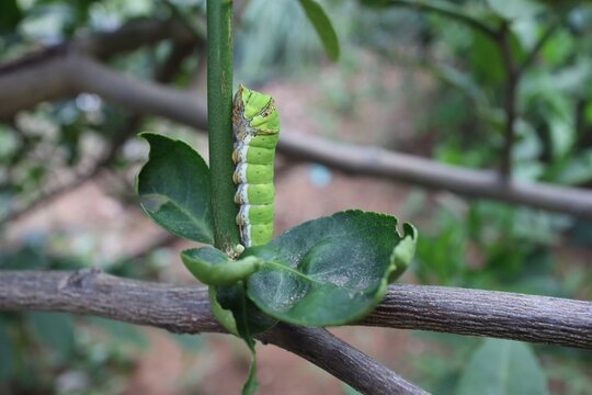 green tree python