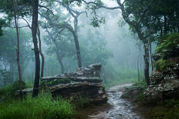 Rain  forest with fog, mist. Nobody, landscape