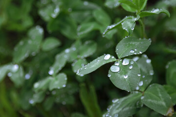 雨の雫