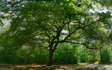 Uralter großer Baum in voller Blüte