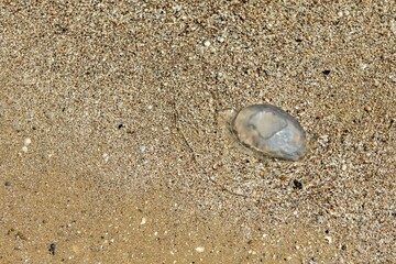 large jellyfish in the coastal waters of the sea on the beach