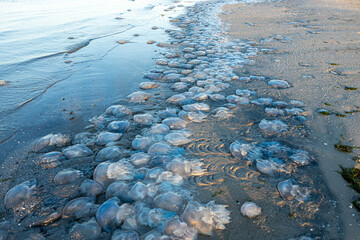 background and texture of large blue jellyfish washed ashore. Ecological catastrophy