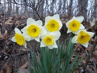 Daffodils