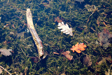 Oak leaves under water. Nature background with green vegetation in clear water.