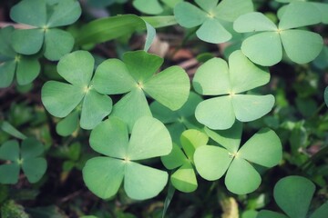 green leaves background