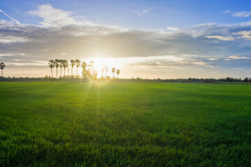 field and sky