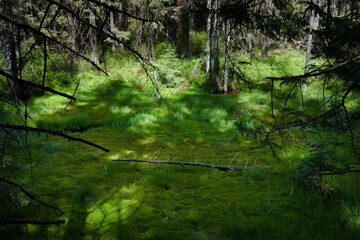 Fototapeta na wymiar grass in the forest