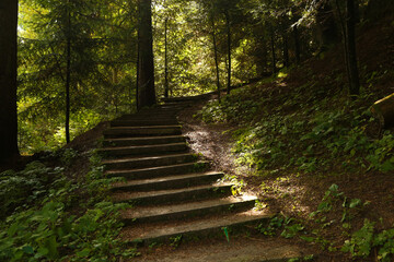 Obraz premium stone steps in the forest
