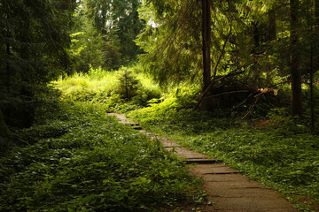 Fototapeta na wymiar walking path among grass and forest