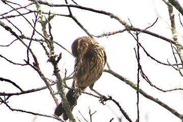 owl on a branch