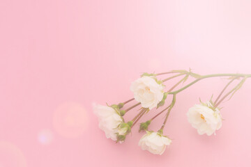 Sprigs of small roses white on pink background, copy space. Minimal style flat lay. For greeting card, invitation. March 8, February 14, birthday, Valentine's, Mother's, Women's day concept.