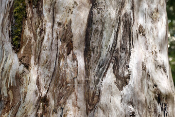 Abstract old wooden background texture