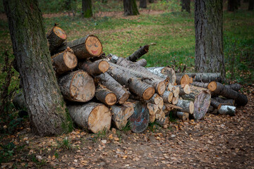 Firewood in the autumn forest