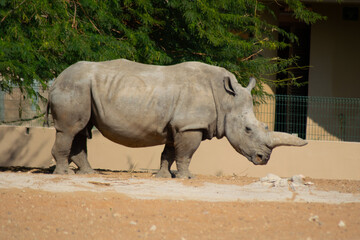 Obraz premium rhino in the zoo