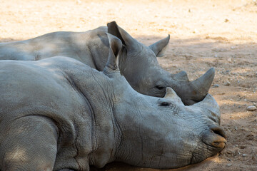 Fototapeta premium Second Largest Mammal Rhinoceroses taking rest with pair