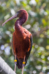 The glossy ibis (Plegadis falcinellus) is a wading bird in the ibis family Threskiornithidae. 