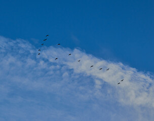 Birds in flight in blue skies and white cloud.