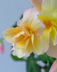 Lush yellow pink tuber begonia flower