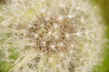 Macro image of dandelion seeds