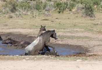 Fototapeta premium Wild Horses at a Utah Desert Waterhole