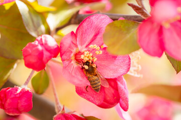 Bee pollinating cherry flowers