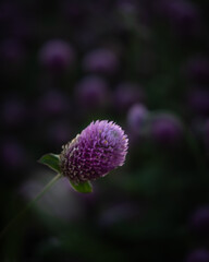 purple thistle flower