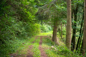 path in the forest in Luxembourg