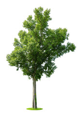 Trees isolated on white background, tropical trees isolated used for design, advertising and architecture.