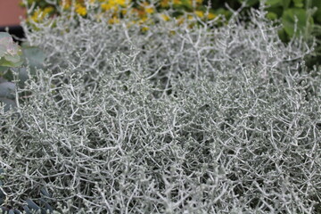 Stacheldrahtpflanze	