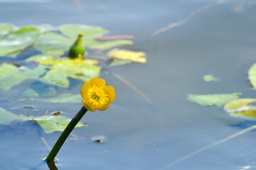 Żółte kwiaty na błękitnej wodzie.