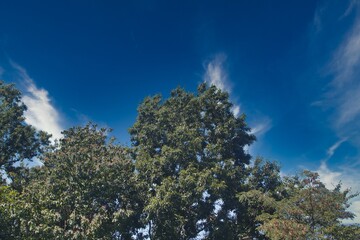 晴れた空と木