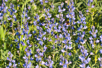 blue lupine flowers, among them a bumblebee