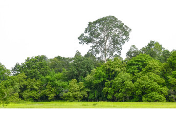 Group of tree isolated on white background.