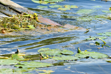 Kolorowe rośliny na błękitnej wodzie jeziora.