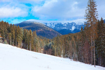 Spectacular winter with coniferous forest . Snowy hills with fir trees