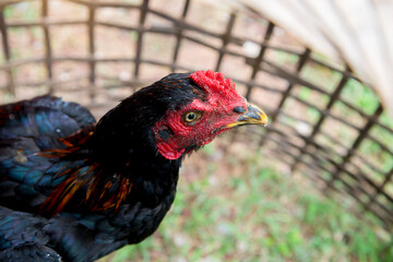Cock in bamboo cage, Native chicken in Thailand.