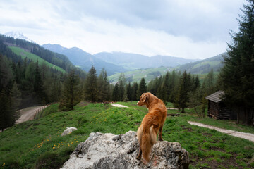 dog in the mountains. Nova Scotia Duck Tolling Retriever on nature
