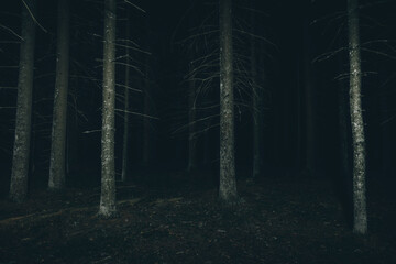 Dark forest at the night. Mysterious and scary atmosphere. Forest with creepy trees.