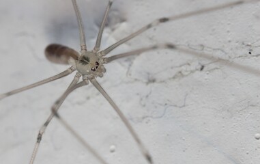 white transparent spider on the wall