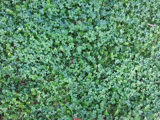 carpet on the ground of small green clover