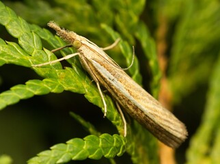 brown insect on a plant