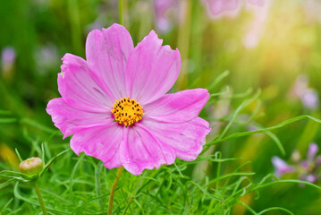 Fototapeta premium pink cosmos flower