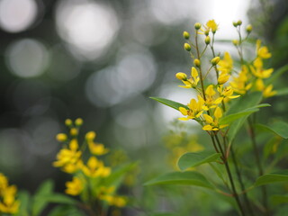 Obraz na płótnie Canvas Little Yellow flower Thryallis glauca, Galphimia, Gold Shower medium shrub Dark yellow flowers inflorescence will be released at end of the branch blooming in garden on blurred nature background