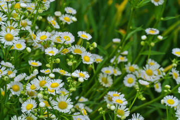 Fototapeta premium field of daisies
