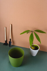 Planting avocado sprouted seed in a pot. Caring for house plants and greenery in the interior concept