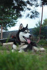 siberian husky dog