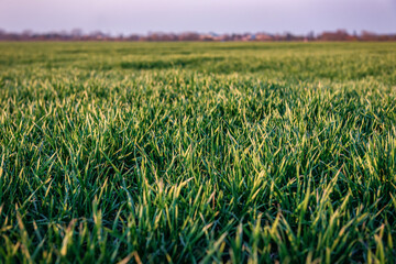 green sprouted wheat field