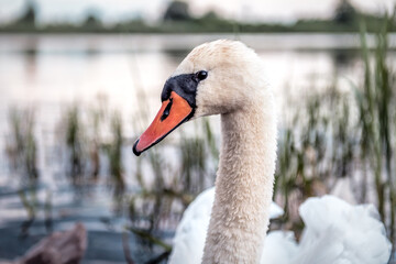 portrait of beautiful swan