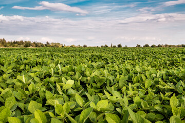soybeans growing in the field