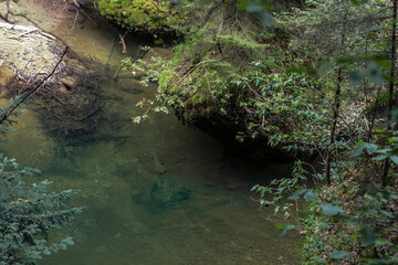Mountain stream in a gorge between trees in the Allgäu Eistobel